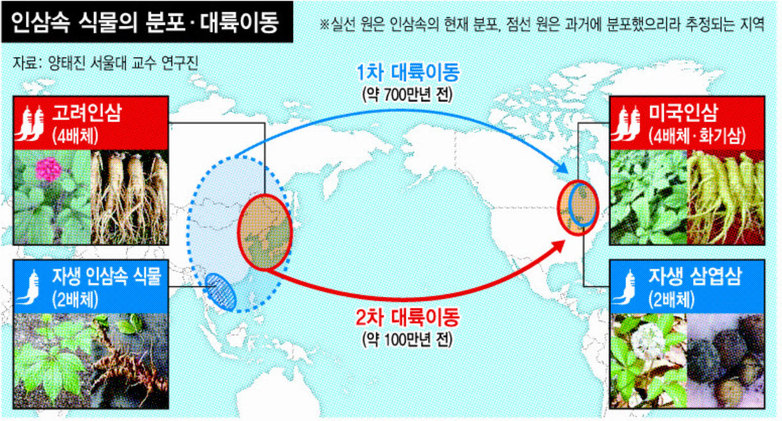 실선 원은 인삼속의 현재 분포, 점선 원은 과거에 분포했으리라 추정되는 지역. 600만~700만 년 전쯤에 2배체 인삼이, 그리고 100만 년 전쯤에 4배체 인삼이 북미대륙으로 건너갔을 것으로 유전체 비교분석에서 나타났다.