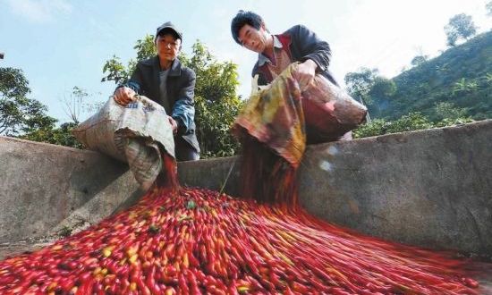 차밭에서 커피향이…중국 농가들 차·커피 동시재배