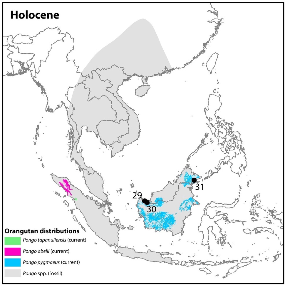화석으로 밝혀진 오랑우탄의 과거 서식지(회색)과 현생 3종의 서식지. 스테파니 스페하르 외 (2018) 사이언스 어드밴스 제공.