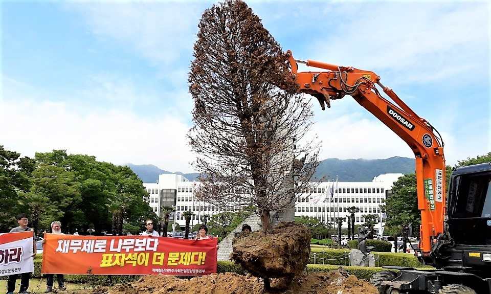 말라 죽은 ‘홍준표 나무’ 25개월 만에 뽑혔다