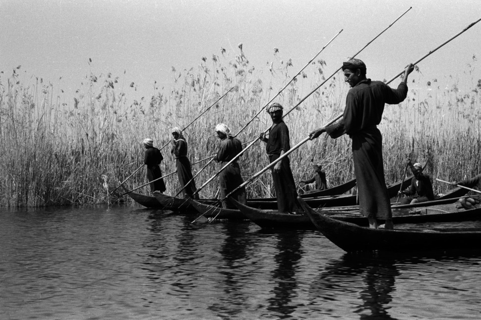 이라크 서부 지역 습지대에서 창으로 고기를 잡는 아랍인들. 윌프레드 세시저(1910~2003) 촬영. 을유문화사 제공