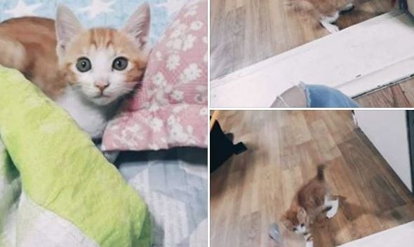 무책임한 반려동물 분양장터 된 페이스북