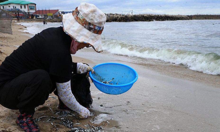 백사장으로 밀려 나온 멸치떼…동해안 곳곳 진풍경