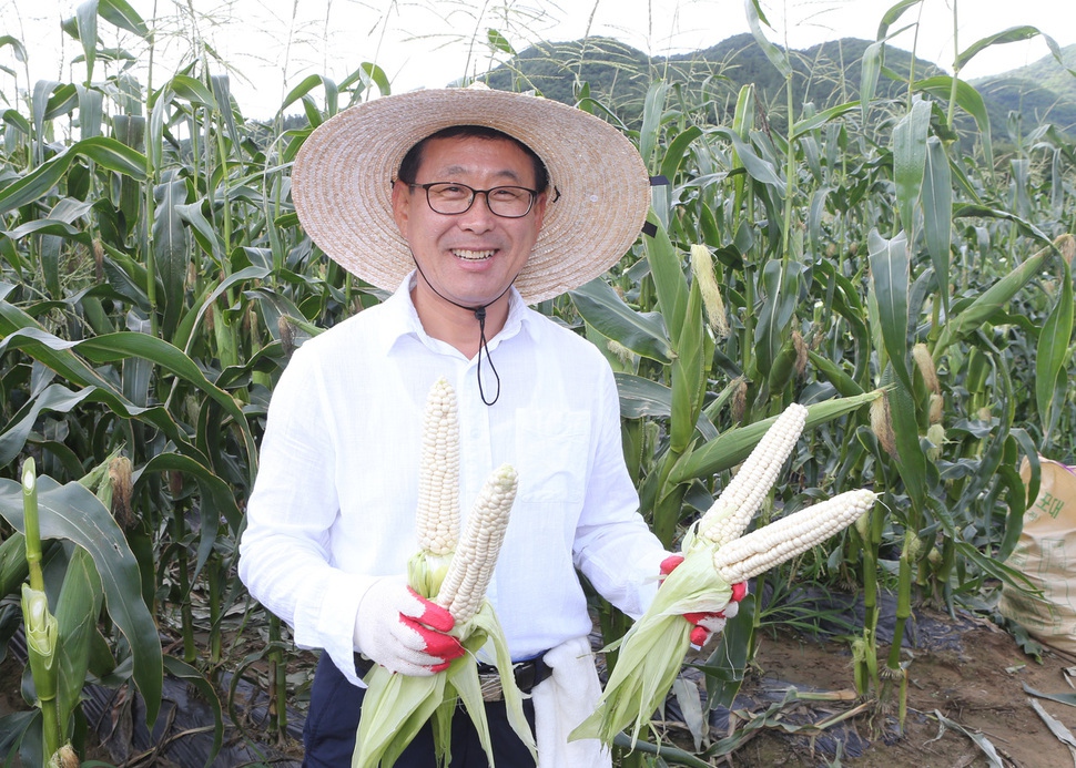 이차영 괴산군수가 5일 괴산군 칠성면 정의영씨의 옥수수밭에서 수확한 대학 찰옥수수를 선보이고 있다. 괴산군 제공