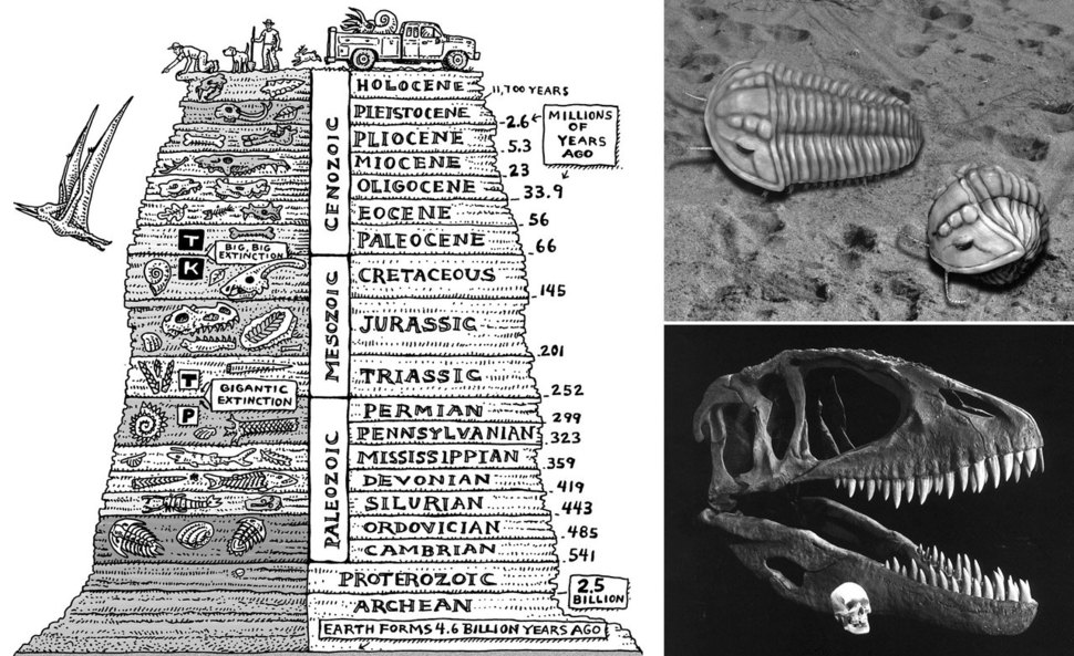 지질시대와 화석의 역사를 단순화해 한눈에 보여주는 지층 단면 그림(왼쪽). 삼엽충의 복원도(오른쪽 위)와 모로코에서 발굴된 거대 공룡 카르카로돈토사우루스의 머리뼈. 뿌리와이파리 제공