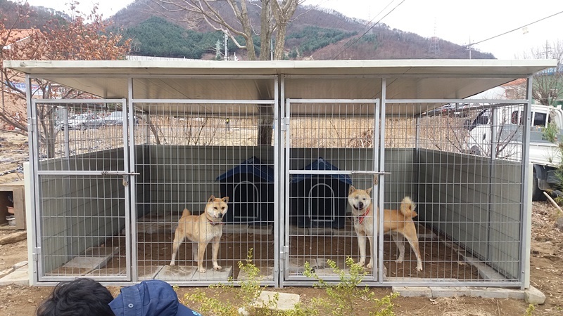 황구들이 집을 얻었다. 몸이 한결 편안해보인다.