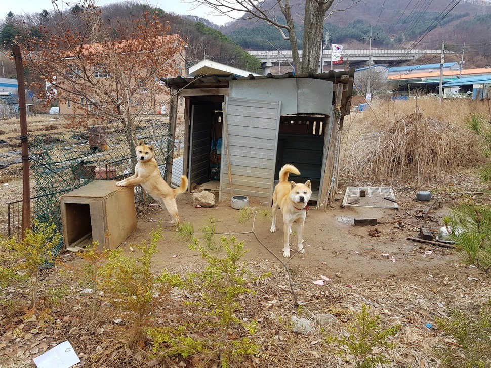 황구 두 마리가 목줄에 묶인 채 서 있다. 둘은 목줄이 자주 꼬여 숨을 편하게 쉬지 못하고 켁켁거리곤 했다.