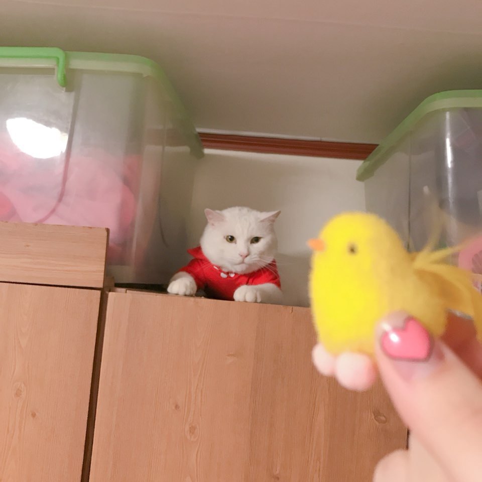 ‘캐츠패치’의 주인공 ‘설이’가 인형을 보고 있다. 설이는 최근 입양을 갔다. 염지연씨 제공