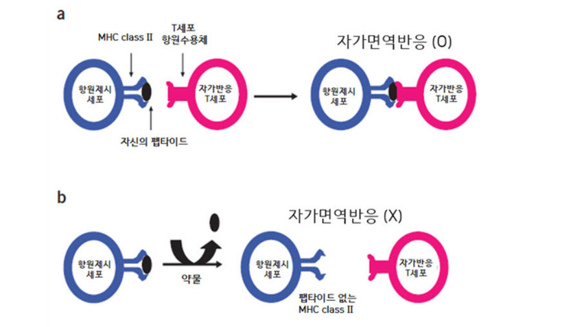 자신의 펩타이드에 대해 자가면역 반응을 일으키는 자가면역 질환의 시작점에서, 약물을 이용해 그 펩타이드와 MHC II 단백질의 결합 작용을 차단하면 자가면역 반응을 억제할 수 있다. 출처: 네이쳐 화학생물학 2006 Apr;2(4):178-9 의 그림, 수정