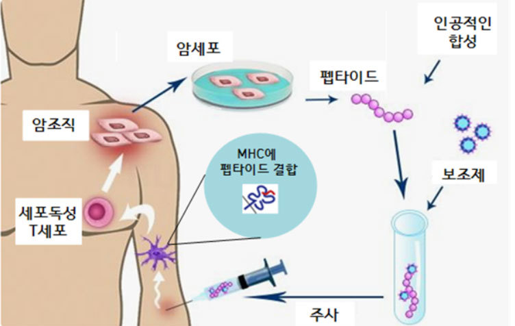 펩타이드를 이용한 항암백신의 개요. 면역의 시작점인 MHC 분자를 이용해 면역을 자극하는 원리를 이용한다. 출처: Buzzle.com 의 그림, 수정 변형