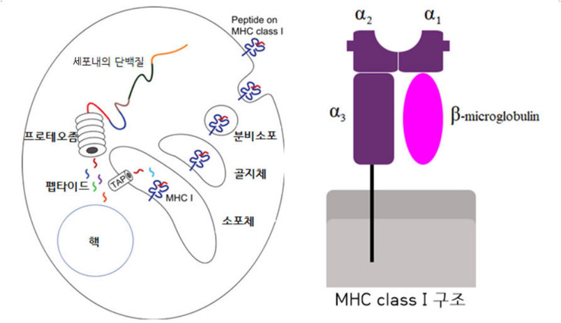 주조직 적합성 복합체(MHC) I 그룹에 속하는 단백질의 구조(오른쪽). 왼쪽 그림은 프로테오좀을 이용한 세포 내 단백질의 분해 과정과 항원 펩타이드를 세포 표면에 달아 제시하는 과정. 출처: 위키미디어 코먼스