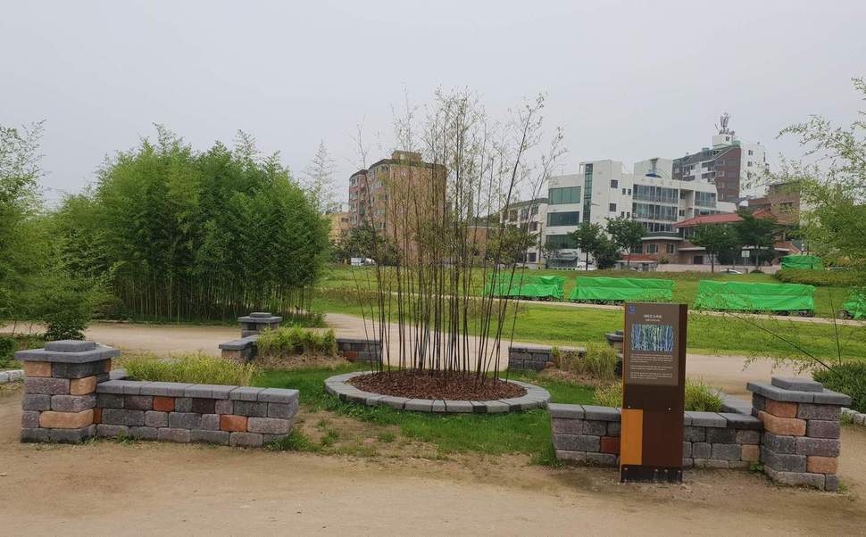 울산 태화강 대나무생태원에 옮겨심은 강릉 오죽헌의 오죽
