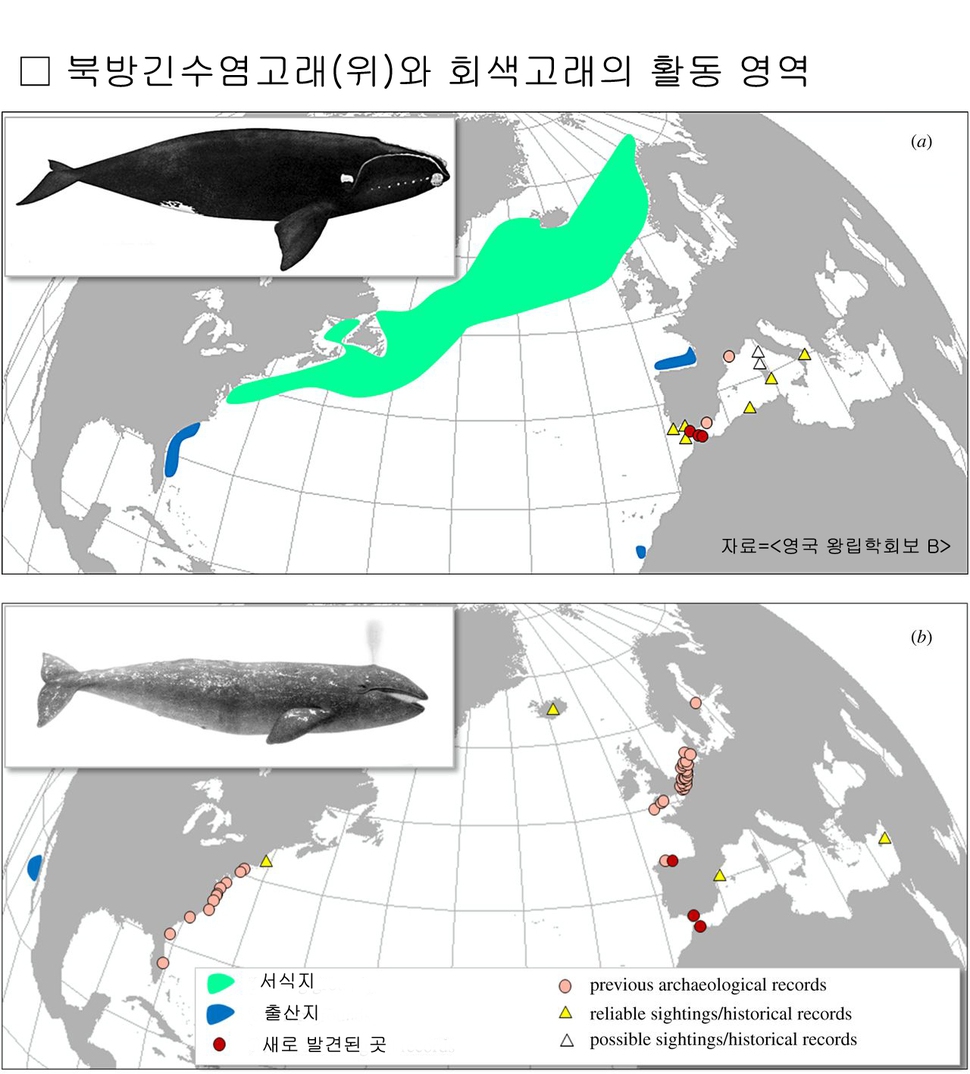 북방긴수염고래와 회색고래가 지중해에서 활동을 했으며, 로마인들이 이들을 잡아 산업용 판매를 했을 것이라는 연구 결과가 나왔다. <영국 왕립학회보 B> 제공