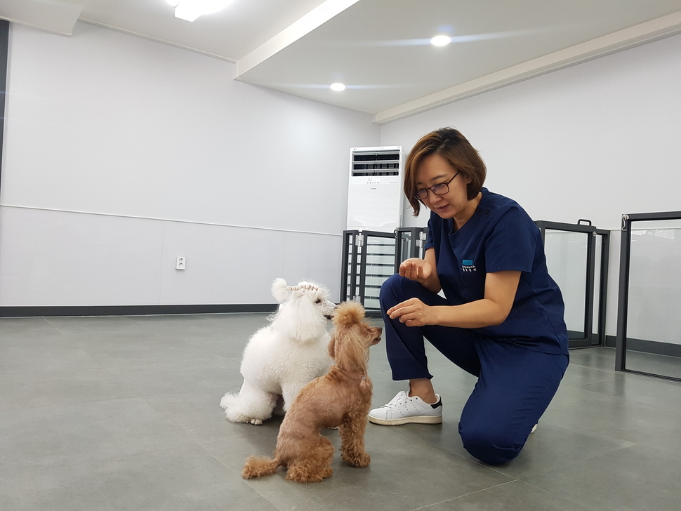 서울 송파구 방이동의 ‘잘키움 행동치료 동물병원’ 훈련장에서 이혜원 원장이 개들을 보고 있다.