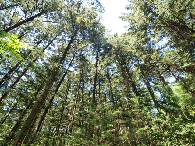 경기도 포천시 소흘읍 광릉 국립수목원 안 전나무숲. 조홍섭 기자 ecothink@hani.co.kr