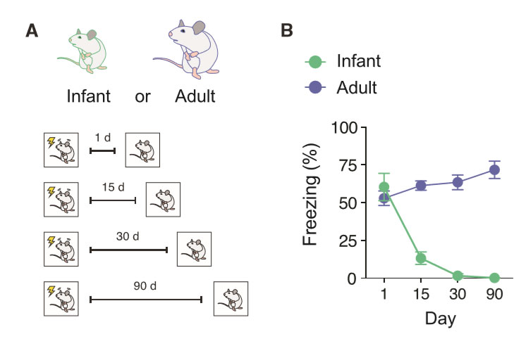 유아 쥐(Infant)는 공포 경험을 하고도 이내 망각한다. 실험에서 15일, 30일, 90일 뒤에 어른 쥐(Adult)는 공포 기억을 유지해 얼어붙는 공포 반응(Freezing)을 보였으나 유아 쥐들은 그 기억을 잃어버린 것으로 나타났다. 과연 그 기억은 어디로 간 걸까? 출처: 폴 플랭클랜드 트위터 https://twitter.com/Franklandlab/status/1014896961659506688, 커런트 바이올로지