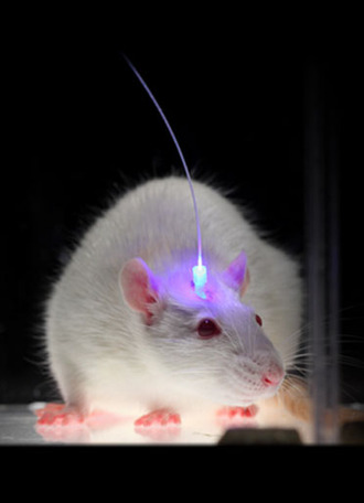 광유전학을 이용한 신경과학 실험의 모델동물 마우스. 출처: http://web.stanford.edu/group/dlab/optogenetics/