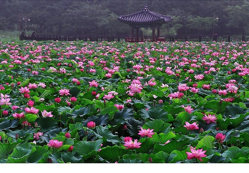 전주 덕진연못의 여름.