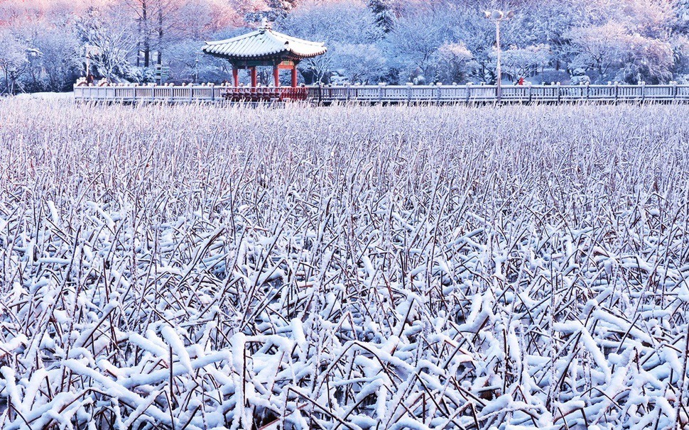 전주 덕진연못의 겨울.