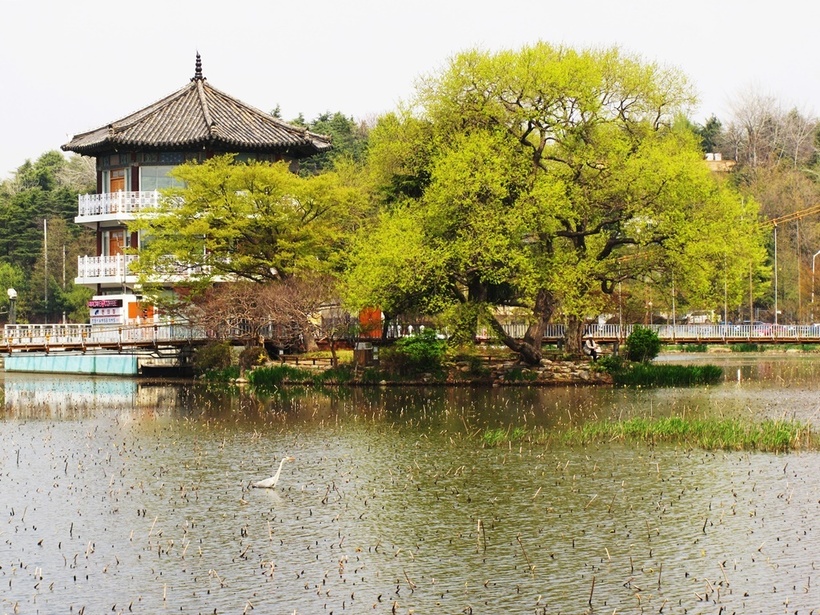 전주 덕진연못의 봄.