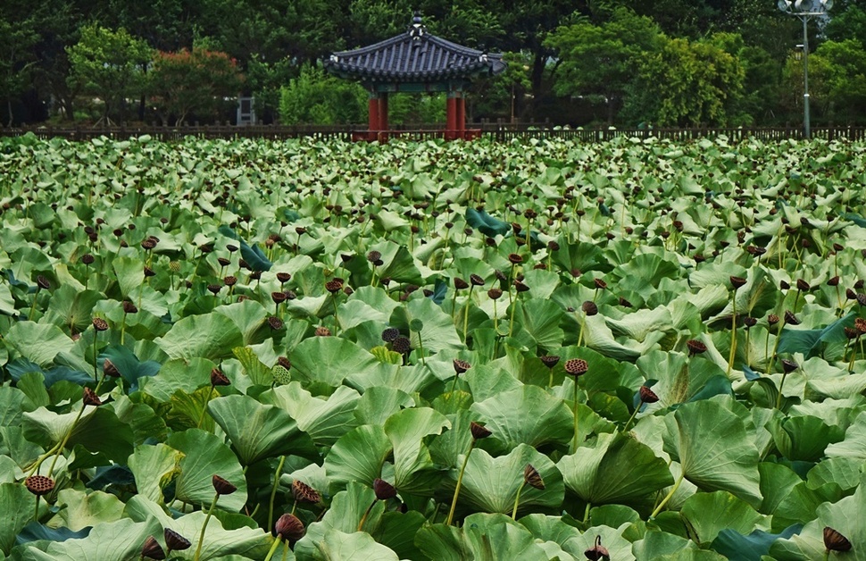 전주 덕진연못의 가을.