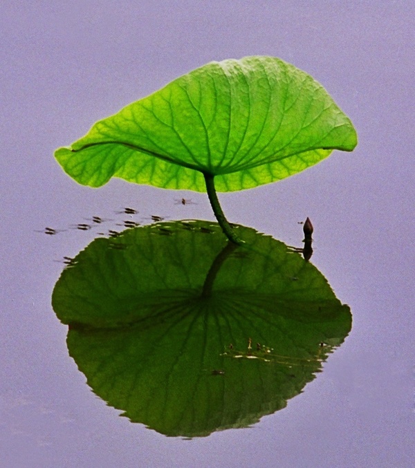 IslBG