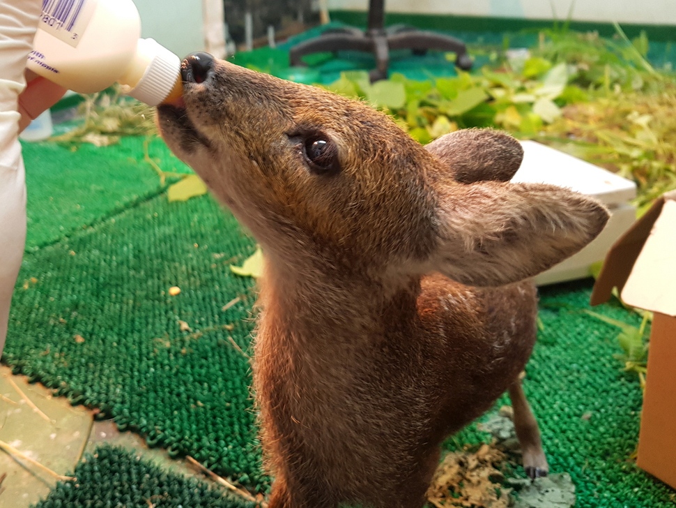 분유를 먹는 새끼 고라니.