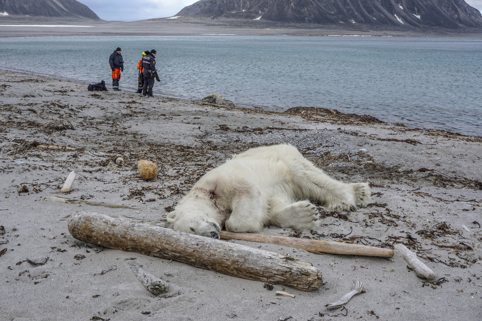 스발바르 제도에서 관광 크루즈 직원에 의해 사살된 북극곰. NTB Scanpix via AP/연합뉴스