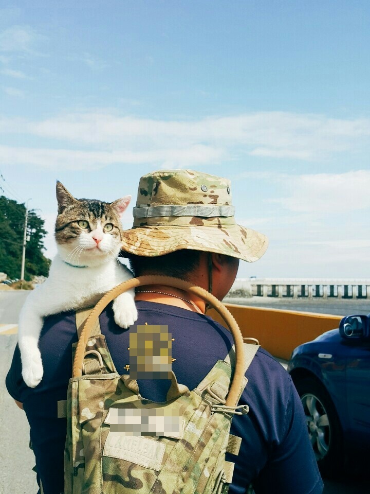 서해 외딴 섬의 군 부대에서 돌봄을 받던 고양이 ‘영동이’는 원인을 알 수 없는 부상을 입었으나 제때 응급 대처를 받지 못해 생사를 달리했다. 카라 제공