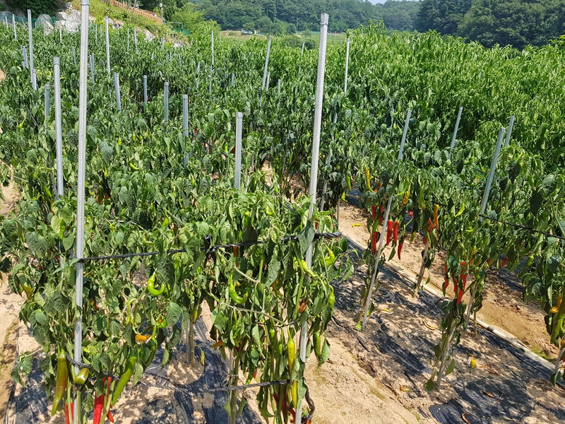 폭염 피해로 타들어가는 경상북도 안동의 한 고추밭. 경상북도 도청 제공.