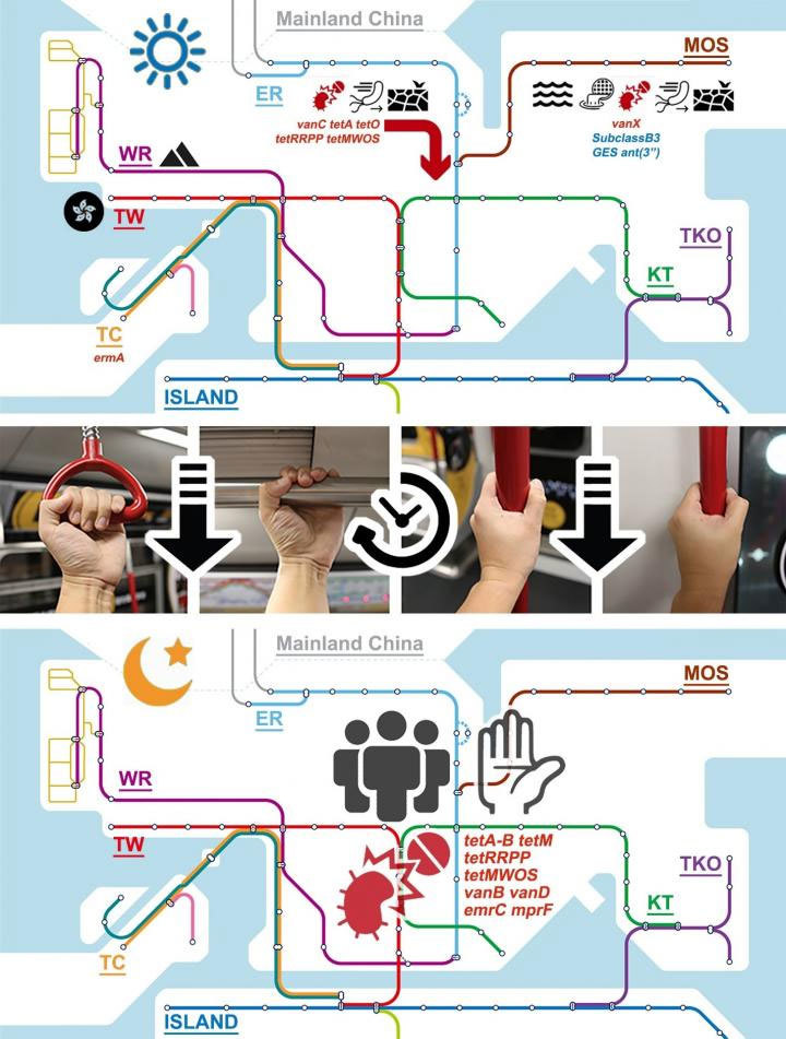 홍콩 지하철 노선들에서 아침과 저녁 사이에 미생물(박테리아)이 뒤섞이는 패턴을 보여주는 그림. 아침엔 노선별로 특징적인 미생물이 나타나지만(위) 저녁 시간대에는 미생물들이 섞여 비슷한 분포가 나타난다(아래). 출처: @CellPressNews