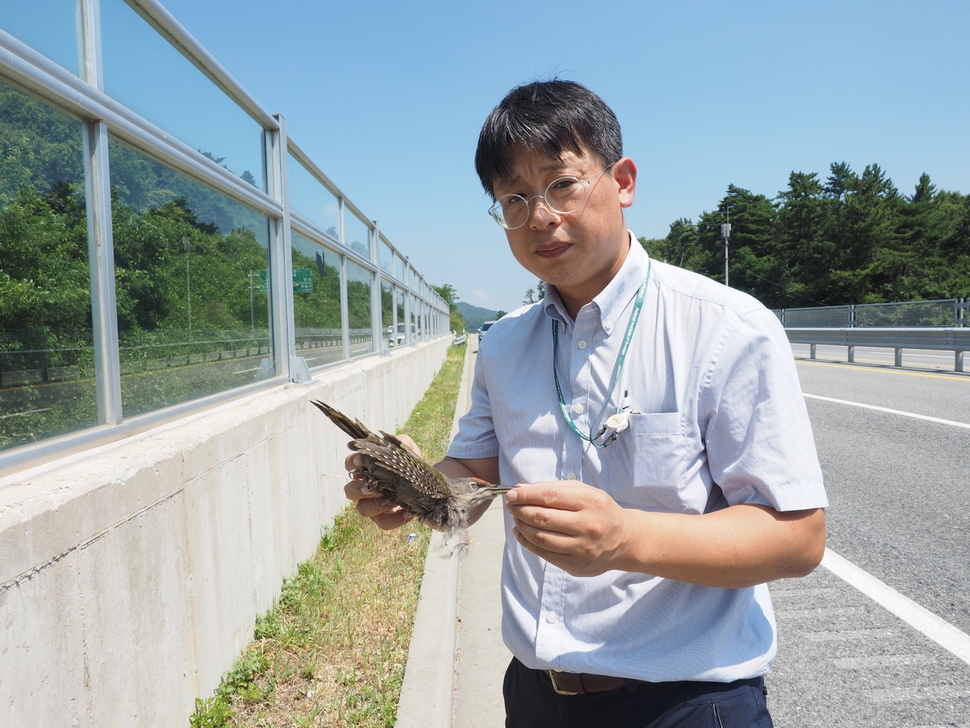 김영준 국립생태원 동물병원 부장이 지난 2일 충남 서천에서 논산·부여를 잇는 국도 4호선에서 투명 방음벽에 부딪혀 죽은 청딱따구리 사체를 들고 있다.