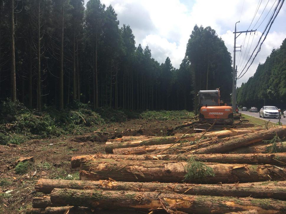‘전국에서 가장 아름다운 도로’로 선정된 제주 비자림로 일부 구간의 삼나무들이 도로 확장·포장공사로 무참하게 잘려나가고 있다.