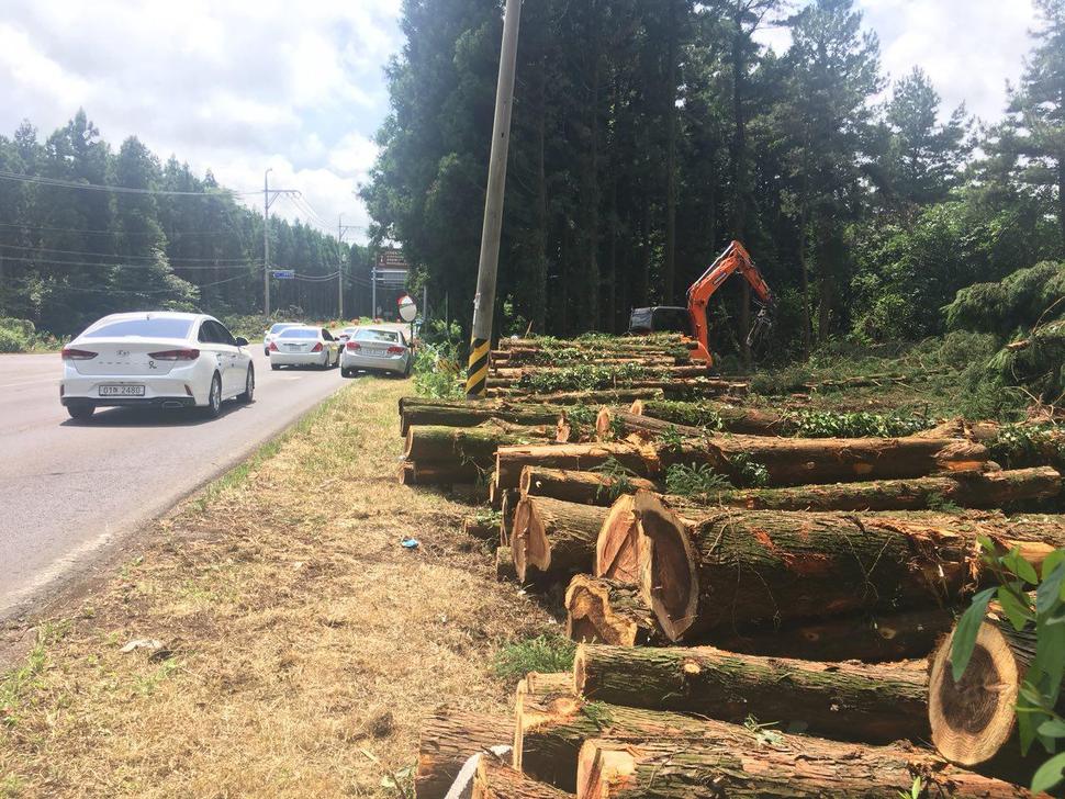 ‘전국에서 가장 아름다운 도로’로 선정된 제주 비자림로 일부 구간의 삼나무들이 도로 확장·포장공사로 무참하게 잘려 나가고 있다.