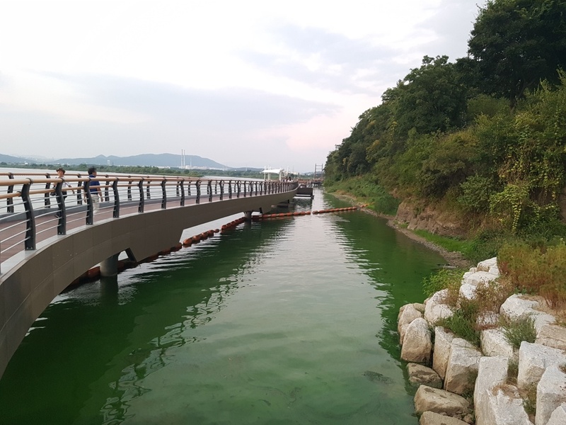 지난 4일 낮 대구 달성군 화원읍 화원유원지에 있는 생태탐방로 주변 낙동강이 녹조로 뒤덮여 있다. 김일우 기자 cooly@hani.co.kr