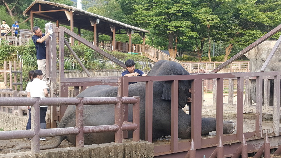 서울동물원은 가자바의 폐사 이유 중 하나로 열사병을 꼽고 있다. 동물원에서 쓰러진 가자바에게 링거를 놔주고 있다. 서울동물원 제공