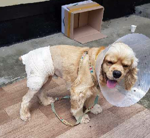 멧돼지에 물려 붕대감은 강아지 ‘태양이’. 소림사 여신도 제공