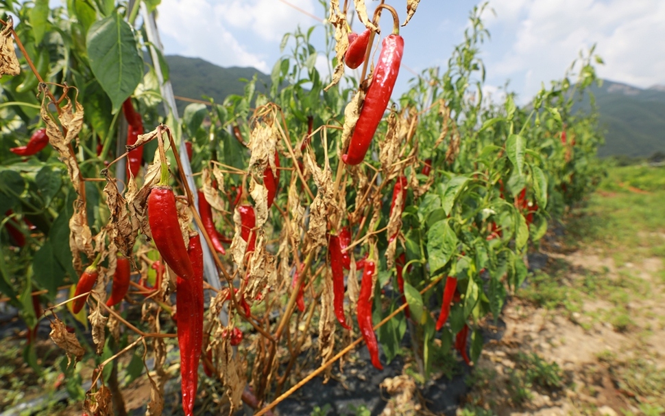 경남 밀양시 산내면에서 타들어가는 붉은 고추. 류우종 기자  wjryu@hani.co.kr