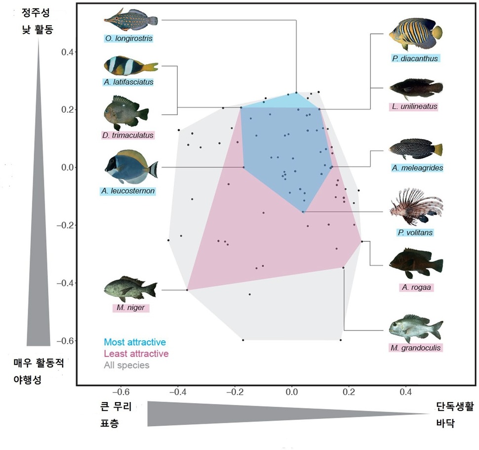 생태적 기능과 직결되는 물고기의 형질별로 배치한 그림. 오른쪽 위로 갈수록 생태적 기능이 떨어지고 왼쪽 아래로 갈수록 커진다. 맨 오른쪽 위가 로열에인절피시, 맨 왼쪽 아래가 마콜로스니퍼이다. 앤-소피 트리보 외 (2018) ‘사이언티픽 리포트’ 제공 (* 그래픽을 누르면 크게 볼 수 있습니다.)