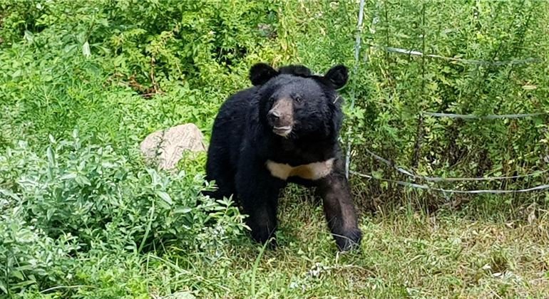 지난 5월 교통사고를 당했던 반달가슴곰 KM-53이 27일 오전 김천 수도산에 방사됐다. 환경부 제공