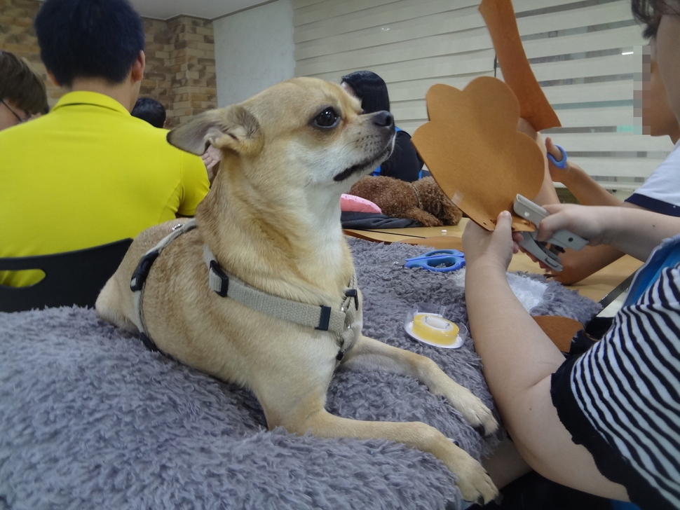 동물매개치료에 나선 까꿍이가 보호자 유가영 동물매개치료상담사와 임아무개(군)과 함께 하고 있다.