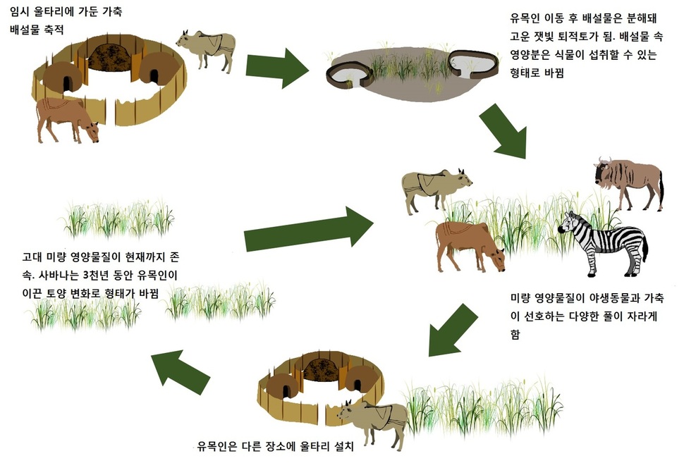 유목인의 임시 울타리가 아프리카 사바나의 기름지고 풍요로운 초지 핫 스폿을 형성하는 개념도. 피오나 마셜 외 (2018) 네이처 제공.