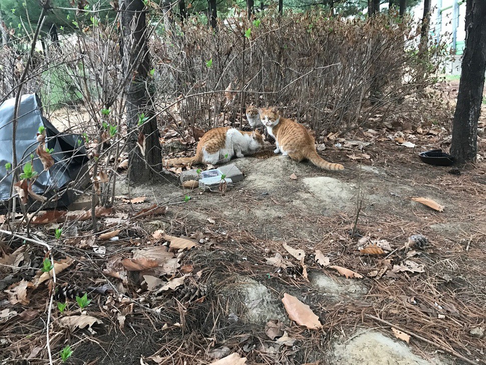 음식물 쓰레기를 뒤지던 고양이 가족. 이들이 최진규씨를 캣맘의 길로 이끌었다.