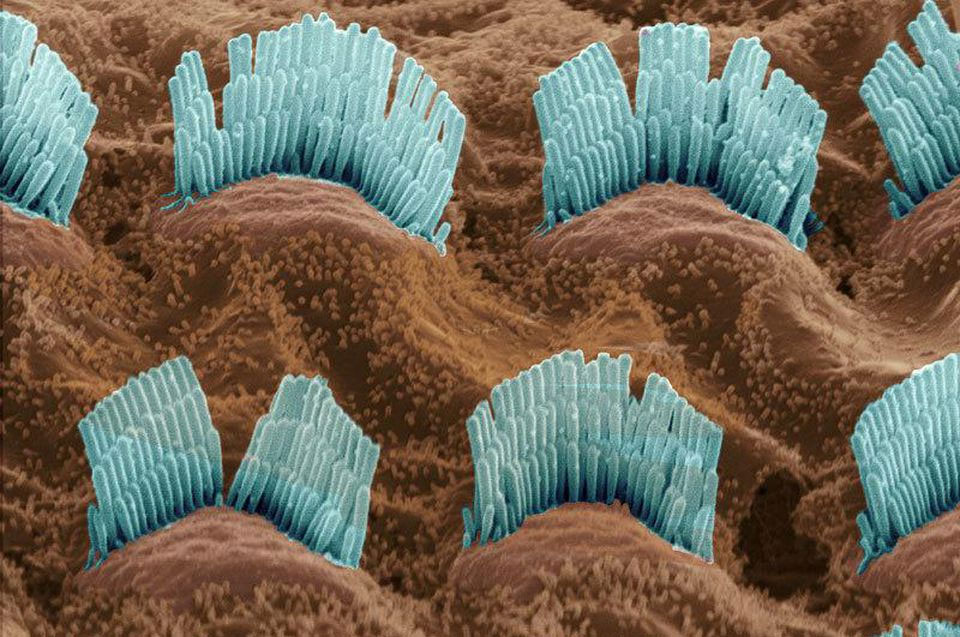 속귀(내이) 달팽이관에 있는 유모세포들과 미세 융모들. 소리와 머리운동 같은 역학적인 자극이 유모세포의 융모를 통해 감지되며, 그것은 다시 뇌 신경이 처리할 수 있는 정보인 전기신호로 변환되어 뇌에 전달된다. 최근 전기신호 변환에서 중요한 구실을 하는 유모세포의 특정 단백질(TMC1)의 구조와 기능이 실험을 통해 확인됐다. 출처: 위키미디어 코먼스