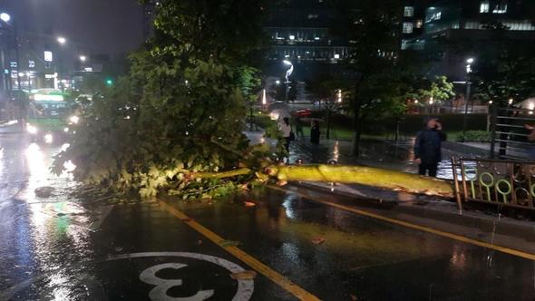 서울지역에 호우경보가 발효된 28일 동작구 중앙대학교 인근에 가로수가 폭우로 쓰러져있다. 연합뉴스 서울지역에 호우경보가 발효된 28일 동작구 중앙대학교 인근에 가로수가 폭우로 쓰러져있다. 연합뉴스