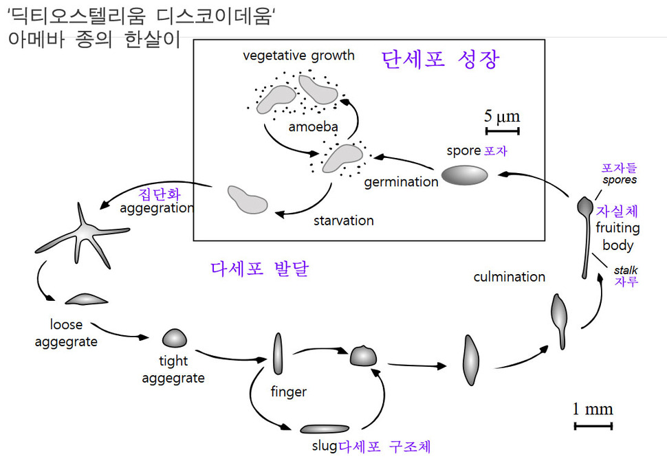 아메바 ‘딕티오스텔리움 디스코이데움’의 한살이. 이 아메바는 본래 박테리아를 잡아먹으며 단일 세포로 살지만 먹잇감이 떨어지면 서로 뭉쳐 덩어리를 이룬다. 다세포 덩어리는 영양이 풍부한 환경을 찾아 이동하기도 하며, 적당한 곳을 만나면 위로 뻗어 공 모양의 포자낭을 형성한다. 포자낭이 터지면 그 안에 든 포자들이 흩어지면서 자손 아메바들이 생성된다. 그림 출처: 위키미디어 코먼스, 설명참조: nationalgeographic.com