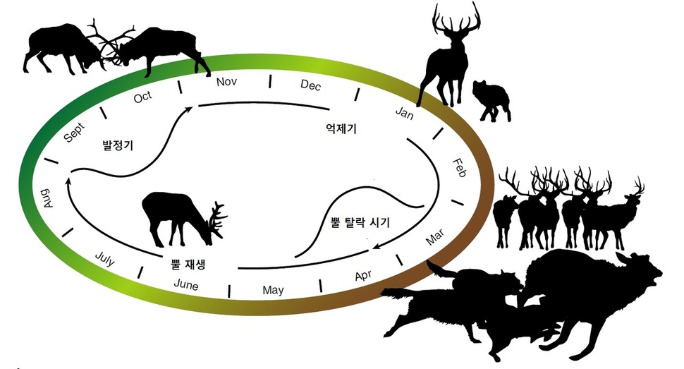 수컷 엘크와 늑대의 관계로 나타낸 일 년. 메츠 외 (2018) ‘네이처 생태 및 진화’ 제공.