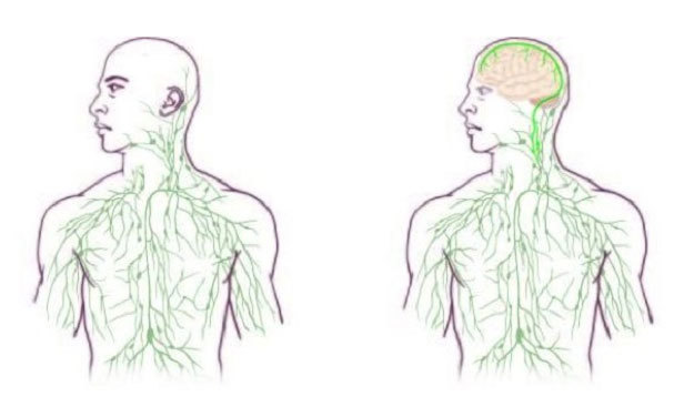 뇌와 림프계를 잇는 구조가 발견됐다. 림프계 인체 지도가 바뀌어야 한다(오른쪽)는 주장이 나온다. 미국 버지니아대학 의대 제공