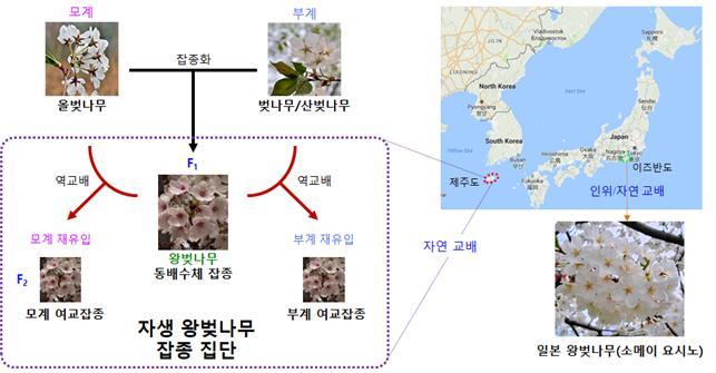 제주 왕벚나무의 잡종 형성 과정. 백승훈 외 (2018) ‘게놈 바이올로지’ 제공.