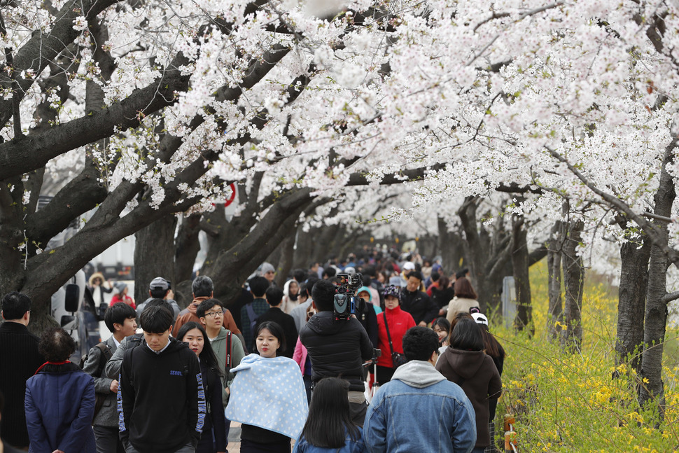 올 4월 6일 서울 여의도 윤중제의 벚꽃 축제 모습. 창경원에 심은 일본 왕벚나무를 옮겨 심은 것이다. 이정아 기자 leej@hani.co.kr